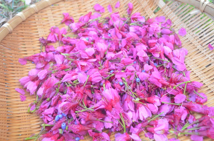 Recette amazaké Koji sec 8