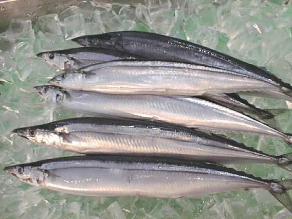 Sanma fishi
