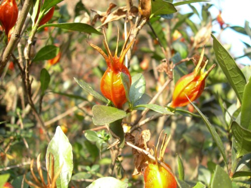 Fruit Kuchinashi