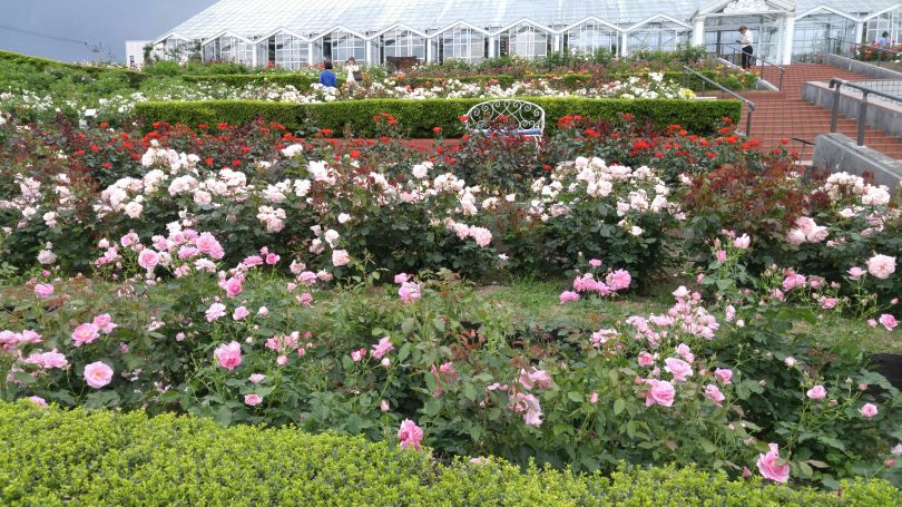 Rose Park Hills Shimada