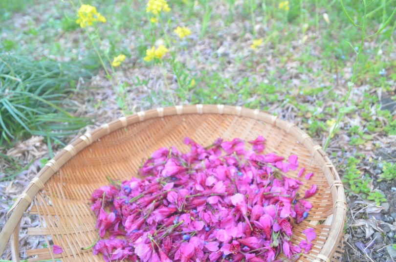 fleurs cerisiers amazaké 2