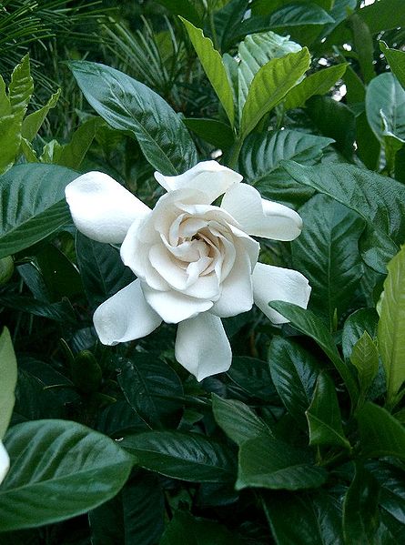Gardenia jasminoides fructus
