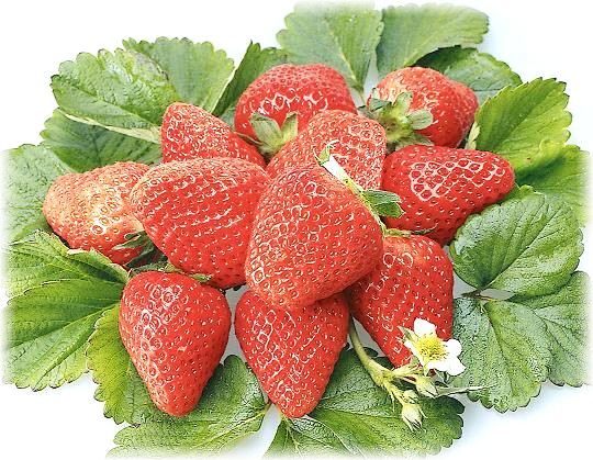 Fraises Toyohimé